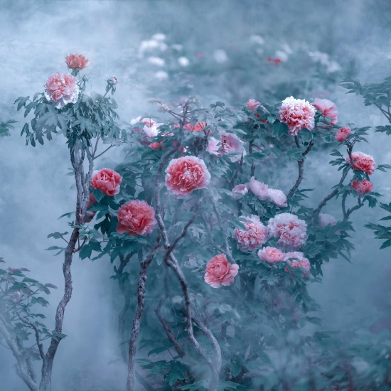 （菏澤市曹州牡丹園。圖片來源：郝傳云《百年芳華》）